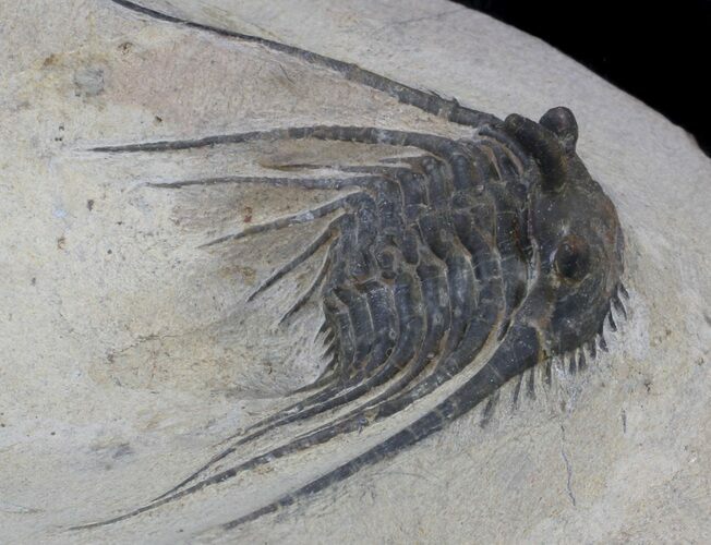 Leonaspis prescheri Trilobite - Lghaft, Morocco #37500